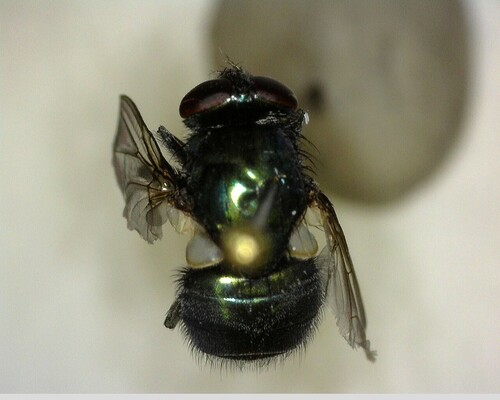 iNaturalist observation photo of Calyptrate Flies