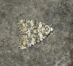 Bryophila domestica