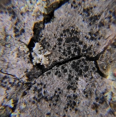 Amandinea punctata