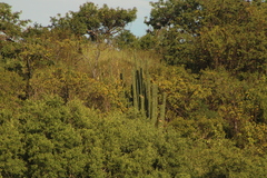 Pachycereus pecten-aboriginum