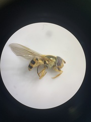 Epistrophe xanthostoma