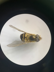 Epistrophe xanthostoma