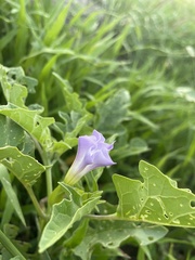Datura quercifolia