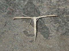 Emmelina