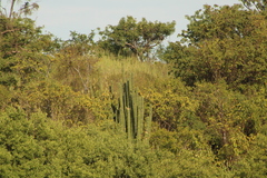 Pachycereus pecten-aboriginum