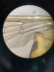 Epistrophe xanthostoma