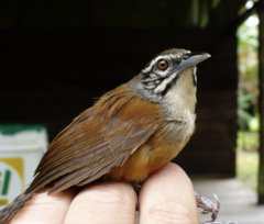 Pheugopedius genibarbis