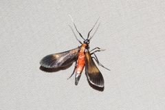 Rhynchopyga bifasciata