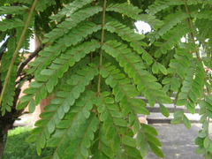 Cenostigma pluviosum