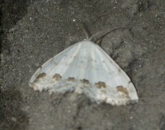 Scopula ornata