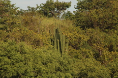 Pachycereus pecten-aboriginum