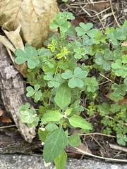 Oxalis dillenii