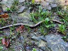 Anguis fragilis