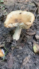 Russula