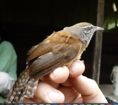 Pheugopedius genibarbis