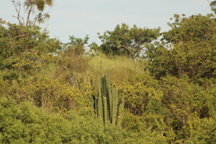 Pachycereus pecten-aboriginum