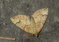 Eulithis populata