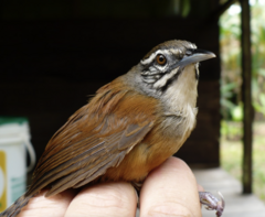 Pheugopedius genibarbis
