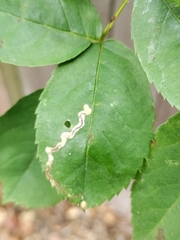 Stigmella anomalella