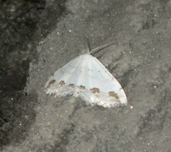 Scopula ornata