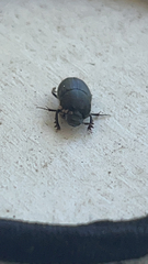 Onthophagus