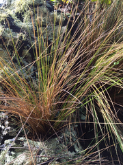 Austrostipa stipoides