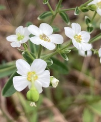 Euphorbia corollata