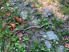 Anguis fragilis