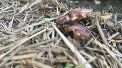 Tricholoma fracticum