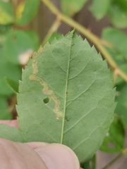 Stigmella anomalella