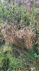 Deschampsia cespitosa