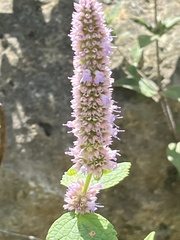Agastache foeniculum
