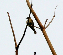 Myiodynastes maculatus