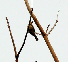 Myiodynastes maculatus