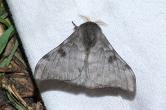 Saturniidae