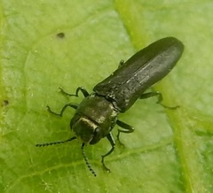 Agrilus lacustris