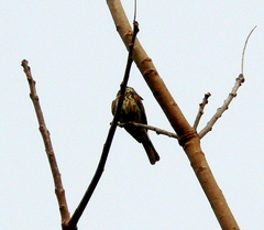 Myiodynastes maculatus