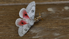 Syssphinx heiligbrodti