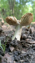 Russula