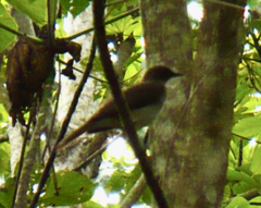 Turdus ignobilis