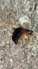 Staphylinus dimidiaticornis