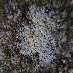 Lecanora symmicta