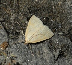 Udea lutealis