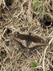 Papilio polyxenes americus
