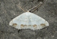 Scopula ornata