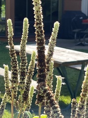 Agastache scrophulariifolia