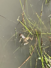 Lithobates spectabilis