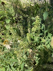 Lepidium densiflorum