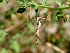 Empusa pennata