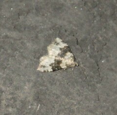 Epirrhoe galiata